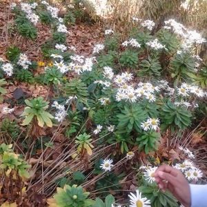 Meet your Posher, Tyronique